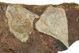 Three Paleocene Fossil Ginkgo Leaves - North Dakota #270179-2
